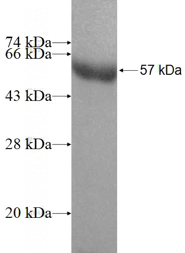 Recombinant Human CCNF SDS-PAGE