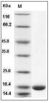 Human IL36G / IL1F9 Protein SDS-PAGE