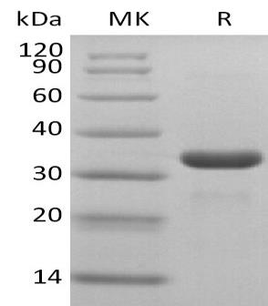 Recombinant 2019-nCoV 3C-like Proteinase (N-6His)