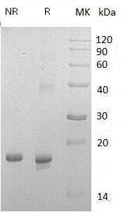 Mouse Il18/Igif (His tag) recombinant protein