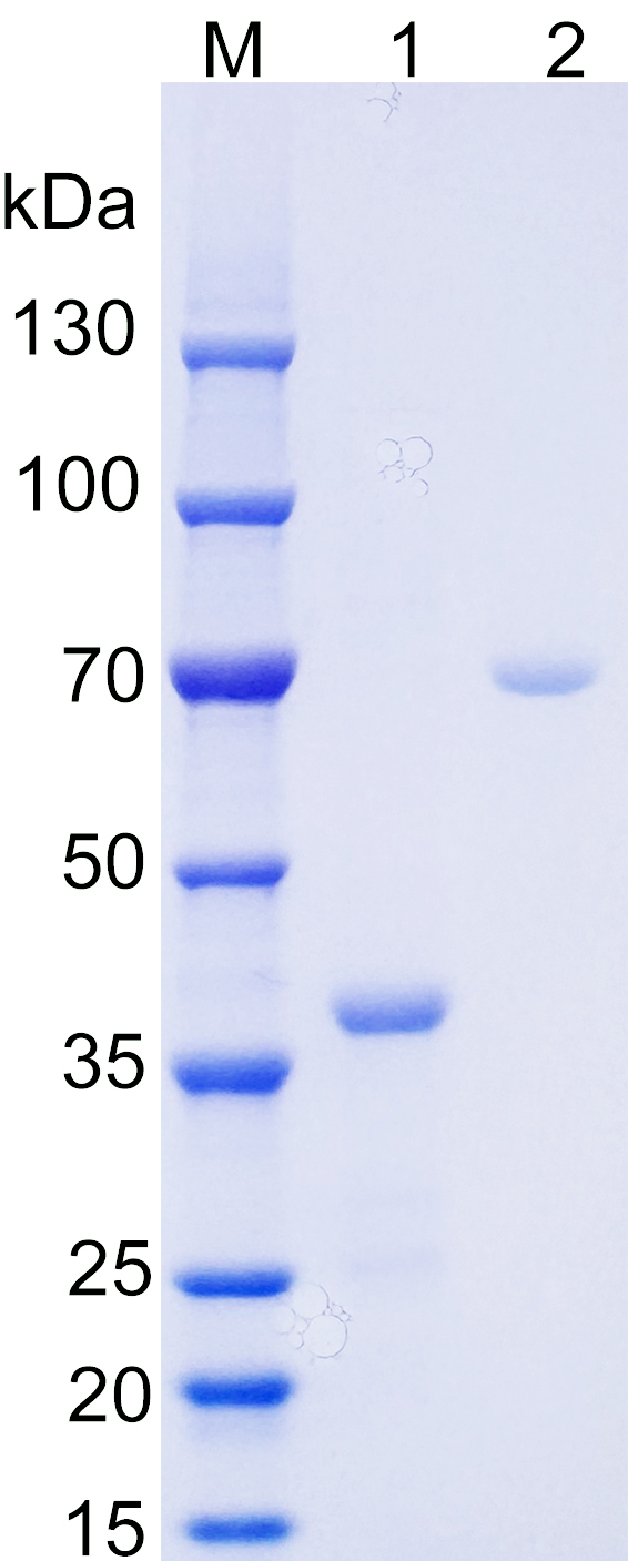 Recombinant human PON1 SDS-PAGE