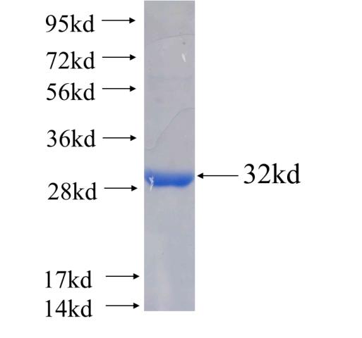 Recombinant human EXOG SDS-PAGE