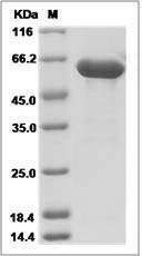 Mouse HEXB / Hexosaminidase B Protein (His Tag)