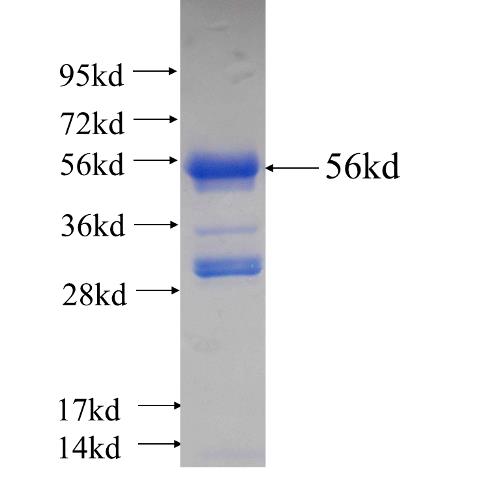 Recombinant human KIF6 SDS-PAGE