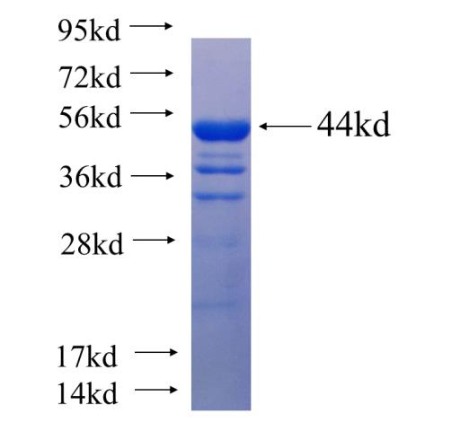 Recombinant human UCKL1 SDS-PAGE