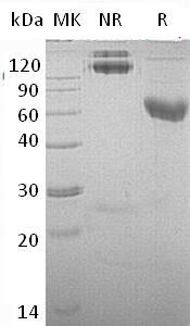 Mouse Cd28 (Fc & His tag) recombinant protein