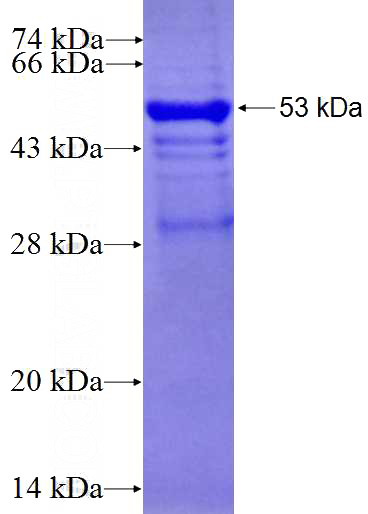 Recombinant Human PDE6B SDS-PAGE