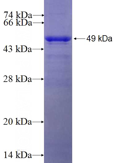 Recombinant Human SON SDS-PAGE
