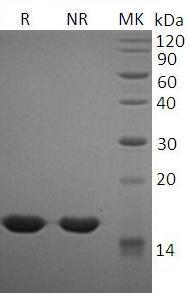 Mouse Il1a recombinant protein