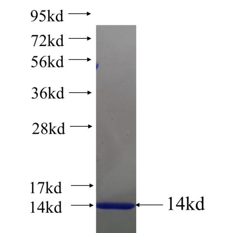 Recombinant human TPH2 SDS-PAGE