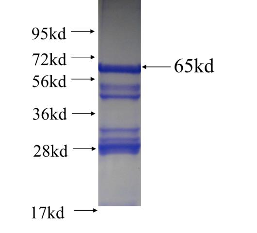 Recombinant human GCC1 SDS-PAGE