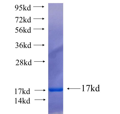 Recombinant human ING3 SDS-PAGE
