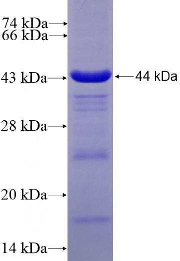 Recombinant Human AMPD2 SDS-PAGE