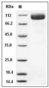 Human CD97 Protein (Fc Tag) SDS-PAGE