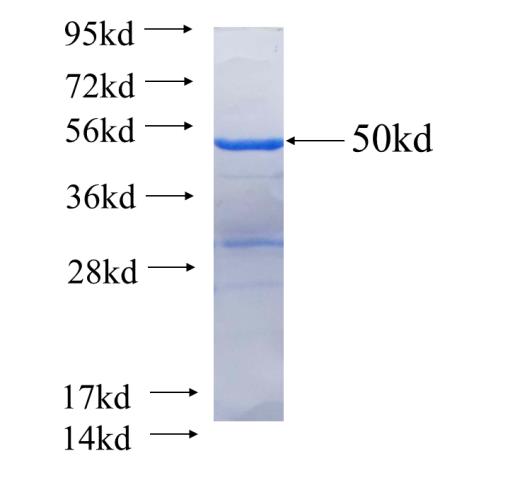 Recombinant human GMNN(Full length) SDS-PAGE
