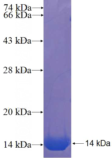 Recombinant Human PCDHB14 SDS-PAGE