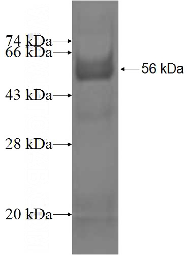 Recombinant Human IFI44 SDS-PAGE