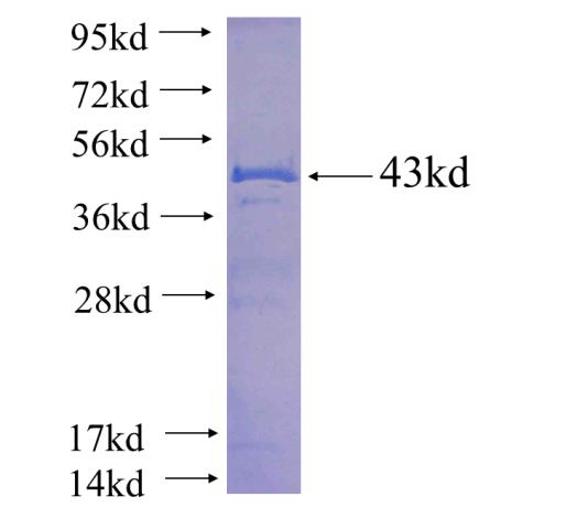 Recombinant human TFAP2A,AP-2 SDS-PAGE