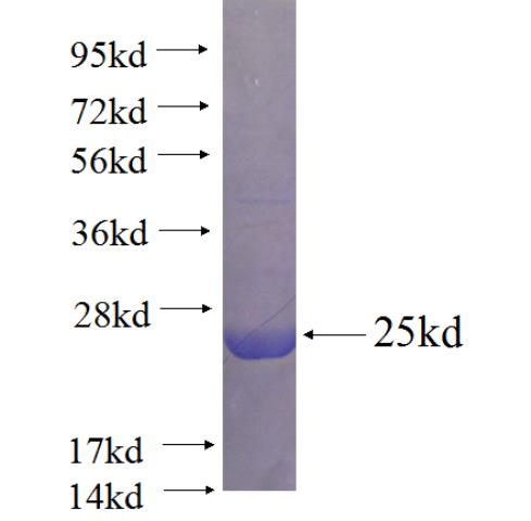Recombinant Arabidopsis thaliana AVDE1 SDS-PAGE