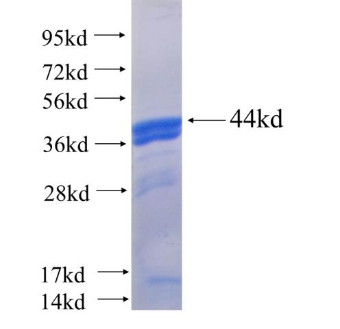 Recombinant human STRBP SDS-PAGE