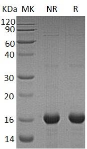 Human UBE2I/UBC9/UBCE9 (GST tag) recombinant protein