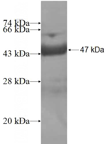 Recombinant Human RAC1/2/3 SDS-PAGE