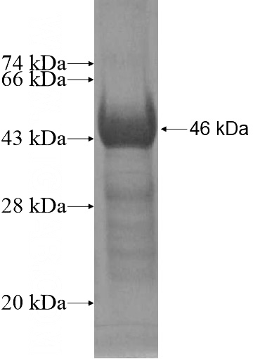 Recombinant Human HSPA12B SDS-PAGE