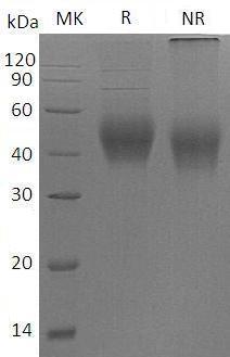 Mouse Cd48 (His tag) recombinant protein