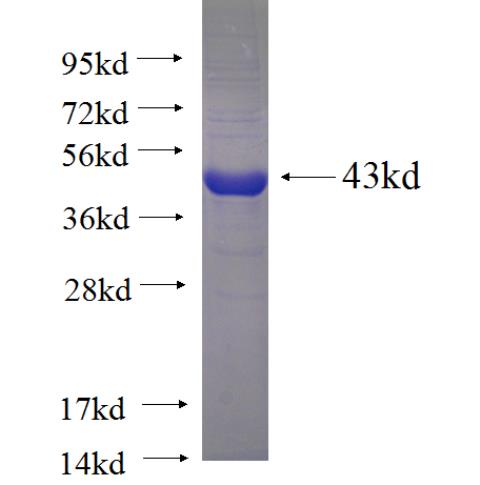Recombinant human WDR5 SDS-PAGE