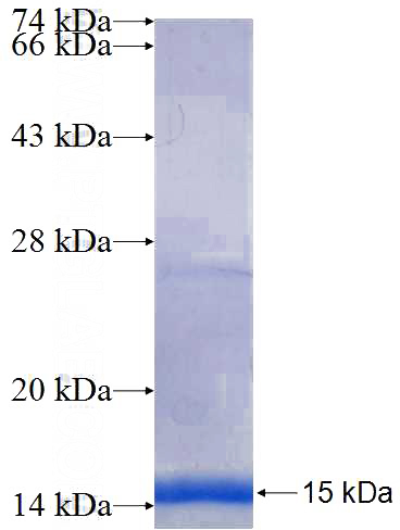 Recombinant Human MAP3K3 SDS-PAGE