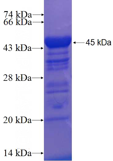 Recombinant Human Drebrin SDS-PAGE