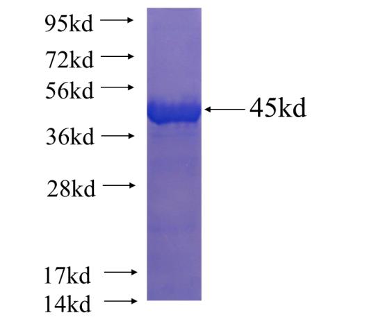 Recombinant human PNLDC1 SDS-PAGE