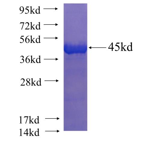 Recombinant human PNLDC1 SDS-PAGE