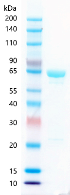 Recombinant human CKAP4 SDS-PAGE