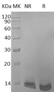 Human NPY (His tag) recombinant protein