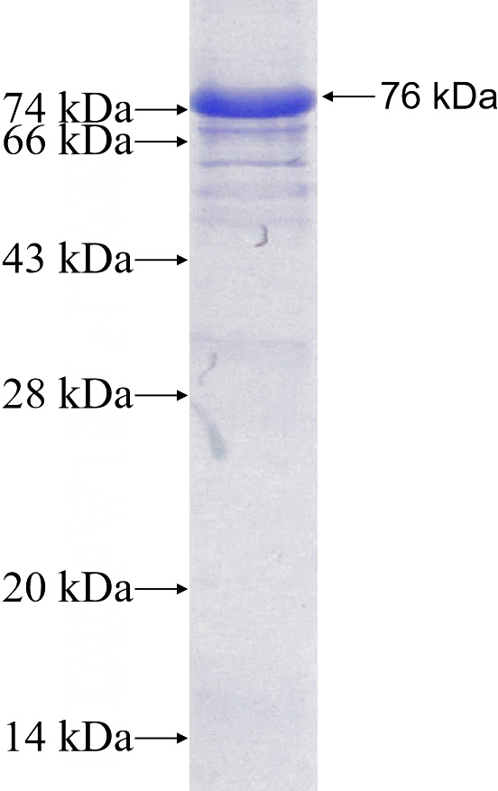 Recombinant Human Tubulin-Alpha SDS-PAGE