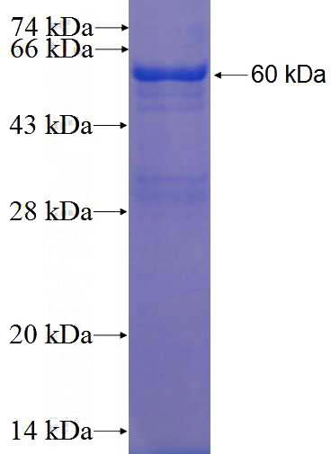 Recombinant Human RNPS1 SDS-PAGE