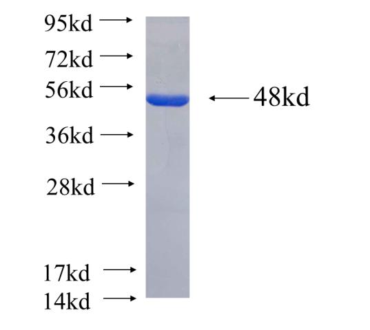 Recombinant Arabidopsis thaliana GUN4 SDS-PAGE