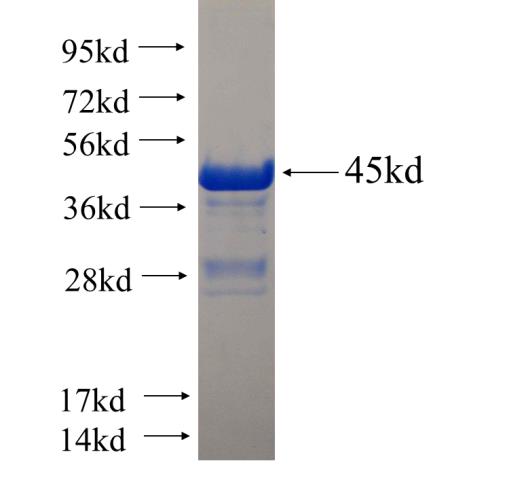 Recombinant human ANXA11 SDS-PAGE