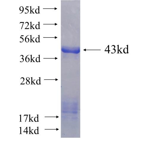 Recombinant human E4F1 SDS-PAGE