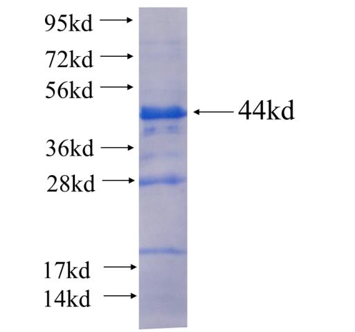 Recombinant human CPA3 SDS-PAGE