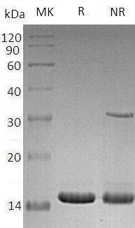 Human CD40LG/CD40L/TNFSF5/TRAP recombinant protein