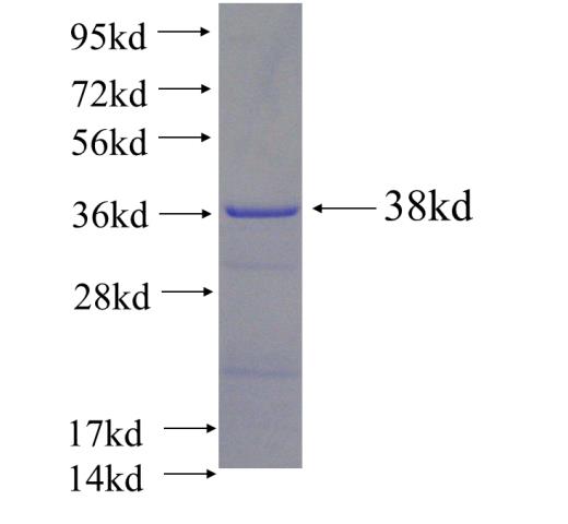 Recombinant Arabidopsis thaliana FUS3 SDS-PAGE