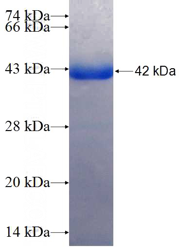 Recombinant Human JAB1 SDS-PAGE