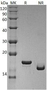 Human LIF/HILDA recombinant protein