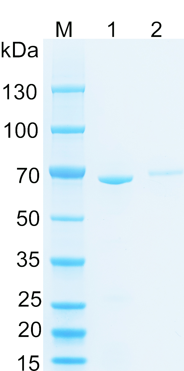 Recombinant human LRPPRC SDS-PAGE
