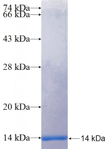 Recombinant Human SGCA SDS-PAGE