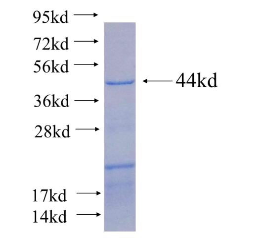 Recombinant human USP38 SDS-PAGE