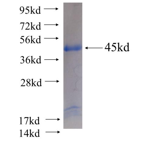Recombinant Arabidopsis thaliana CYT1 SDS-PAGE