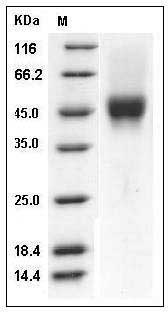 Human CD16a / FCGR3A Protein (176 Phe) (His & AVI Tag) SDS-PAGE